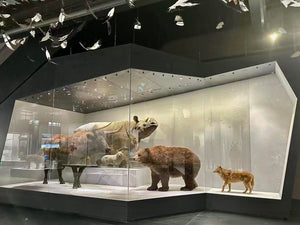 Custom-Shaped Display Case (Specialty Fabrication)
