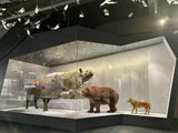 Custom-Shaped Display Case (Specialty Fabrication)