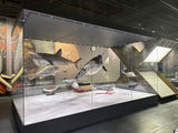 Custom-Shaped Display Case (Specialty Fabrication)