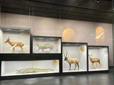 Custom-Shaped Display Case (Specialty Fabrication)